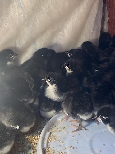 Toyuq cücələri, Ətlik, Rayonlara çatdırılma, Ödənişli çatdırılma, Ünvandan götürmə