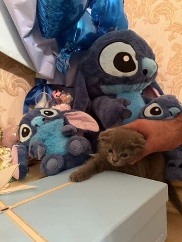 вислоухий кот цена: Şotland yastı qulaq, Dişi — 1