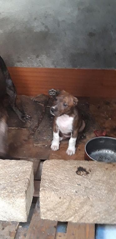 alabaý itleri: Pitbul, 2 ay, Dişi, Peyvəndli — 4