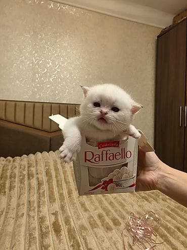 pişiylər: Britan — 4