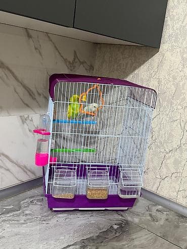 Собаки: 65 manata alinib 50 man satilir.Yemide var — 4