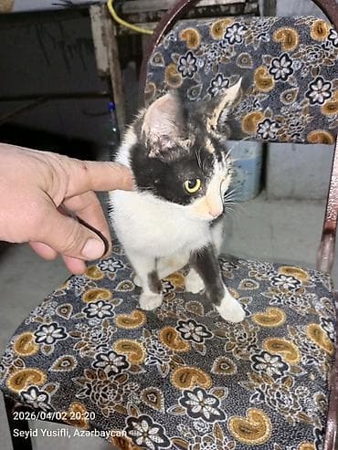 xacmaz heyvan bazari: Dişi, Yaxşı əllərə — 5