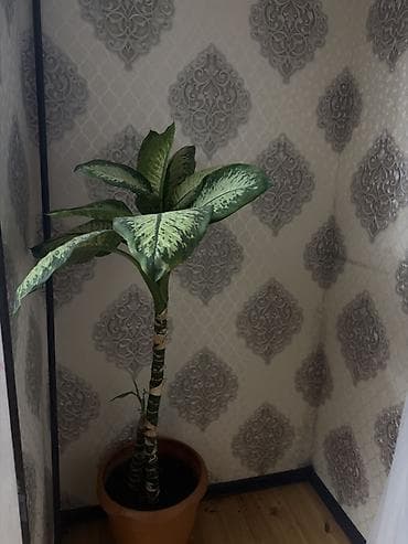 Dieffenbaxiya (Dieffenbachia) otaq bitkisi – iri, yaşıl-ağ naxışlı — 2