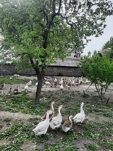 yerli qaz balası: Satılır: Qaz sürüsü - Növ: Ev təsərrüfatında bəslənən ağ və boz — 2