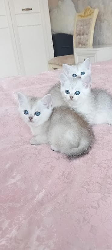 Britan, Erkək, Dişi, Yaxşı əllərə, Ünvandan götürmə, Ödənişli çatdırılma