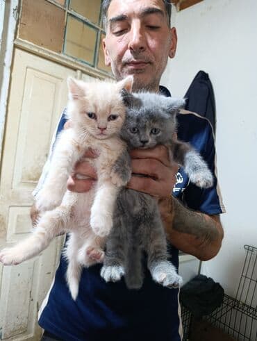 haski bala: Britan — 11