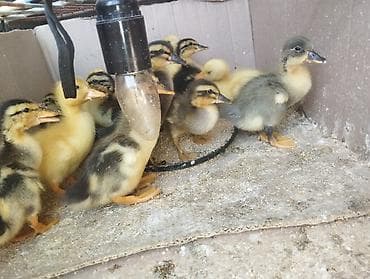 lal ördek balasi: Pekin qışqıran qarışıq ördək balaları.biri 2.50. hamsini goturene — 5