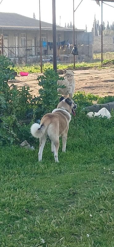 sivas kangal kanqal iti: 1 il, Erkek, Peyvəndli, Pulsuz çatdırılma — 5