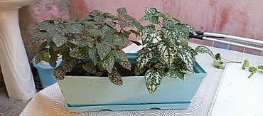 ciledagi bitkisi: Polka Dot Plant (Hypoestes) – dekorativ yarpaq bitkisi deyerinden ucuz — 3
