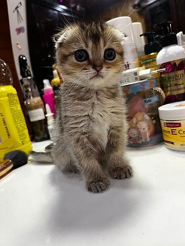 Şotland, Yaxşı əllərə