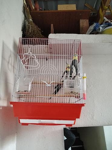 Satılır karelladi ela qusdur hec bir xesteliyi yoxdur qefesle bir