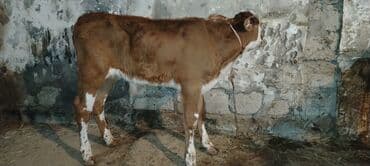 smental inekler: Saf qan simental erkək buzov. Anası şəkildə gördüyünüz simentaldı. 1 — 3