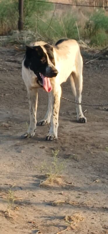 pomeranian boo mini: Qurdbasar, 2 il, Erkek, Peyvəndli, Ödənişli çatdırılma — 6