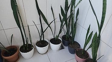 10 kopeek: Hər biri 10 manata. Dipcəklə bir yerdə. Sansevieria (Peyğəmbər — 2