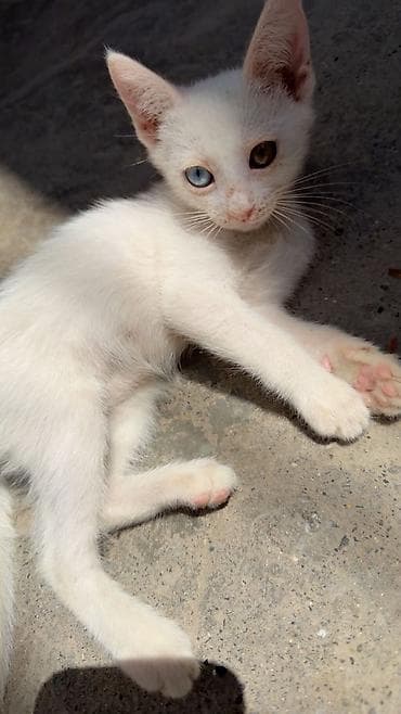 ucuz pisik: Yaxşı əllərə — 7