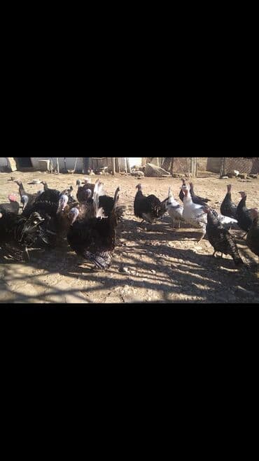 İtlər: Hinduşkalar satılır. 13Xoruz, 13Fərə. Tam təbii yetişən quşlardır — 4