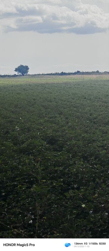 mingecevirde kiraye evler 2019: 257 sot Kənd təsərrüfatı — 11