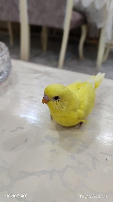 popugay: Tutuquşu ələ öyrətmək üçün balalardir.Sari quş qirmizigöz — 3