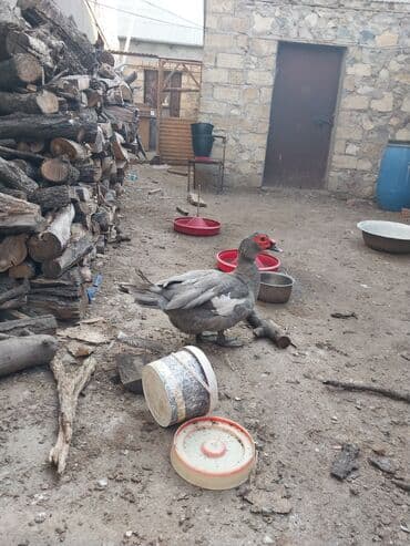 Inəklər, öküzlər: Musk ördəyi (indoutka) – boz rəngli, ağ ləkəli - Cins: musk (hind — 2