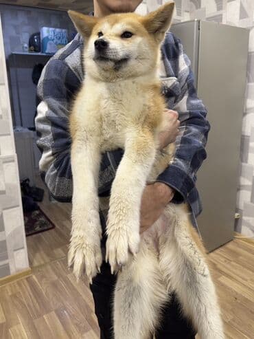 Digər heyvanlar: Akita-inu, 2 ay, Dişi — 1