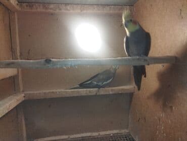 ucuz pitbul: Nimfa tutuquşuları (Cockatiel) – müxtəlif rəng mutasiyaları ilə - — 4