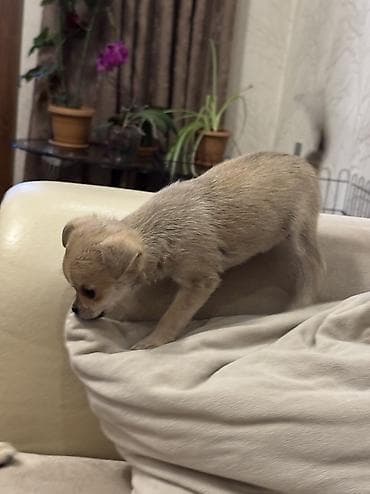 ordek bala: Çixuahua — 9