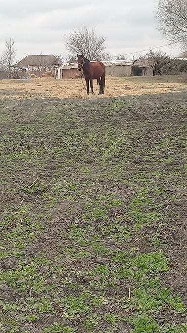 Бараны, овцы: Самец, лет: 5, Самовывоз — 5