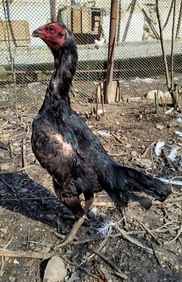 Salam Heyratı beçə 80 Heyratı sarıfete Fotoşəkillər Samsung Galaxy A7 — 11