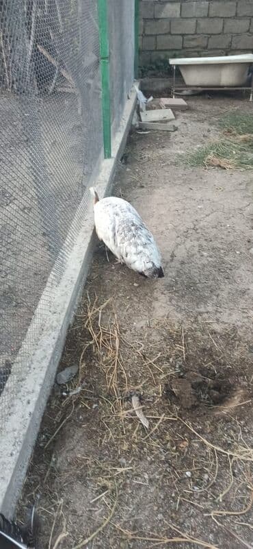 Tovuzquşu satılır. Fərələr 5-yaş 150 AZN 1.Xoruz 6-yaş qara qanad 400 lalafo.az -da Tovuzquşu satılır. Fərələr 5-yaş 150 AZN 1.Xoruz 6-yaş qara qanad 400