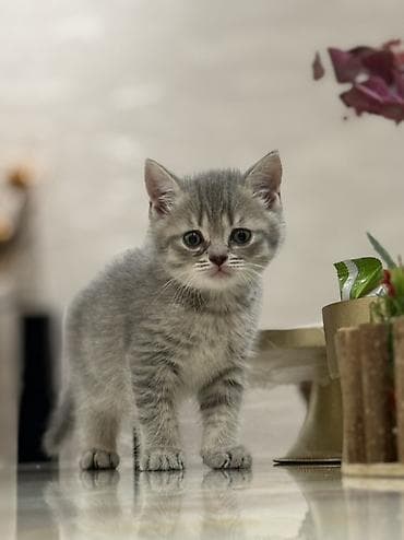 Şotland, Erkək, Dişi