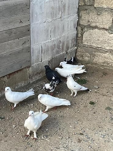 quş üçün qəfəs: 8 dənə göyərcin 2 erkey 6 maya Hamısı birlikdə 30 manat Tək tək — 3