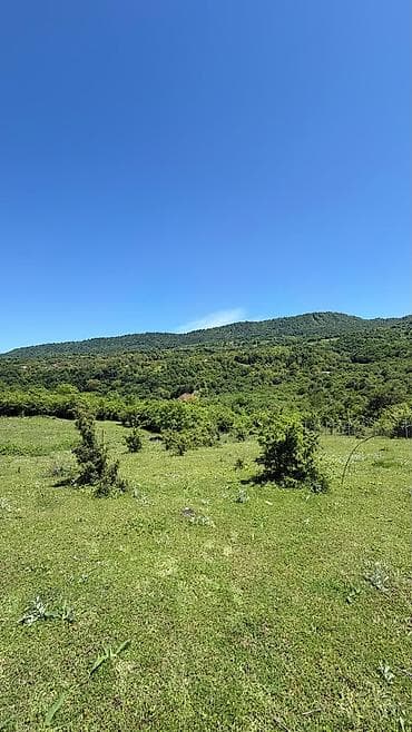 torpaq satilir quba: Tikinti — 2