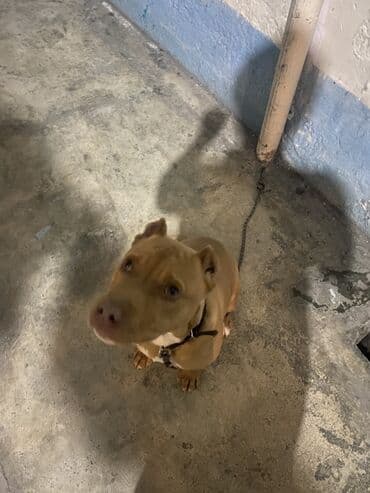 itləe: Pitbul, 6 ay, Erkek, Peyvəndli — 4