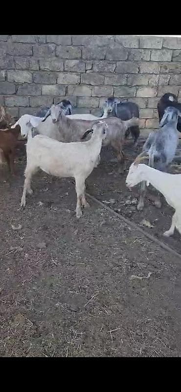 ereb kecisi: 15 baş dişi keçilər satılır südlükdürlər real alıcılar narahat etsin — 1