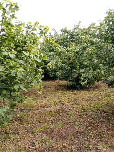 findiq ləpəsi: Xaçmaz rayonu, Qaracəlli kəndində möhtəşəm bağ sahəsi satılır! — 8