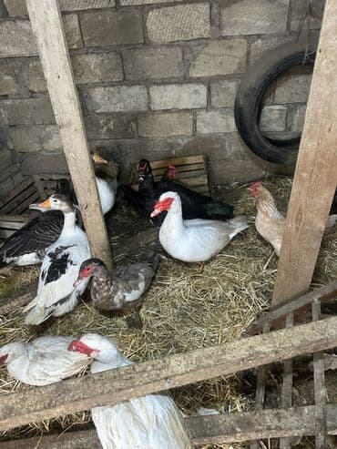 Gəmiricilər: Dişi, | Lal ördək, Damazlıq — 6