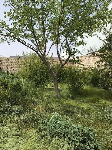 lalafo satılık emlak: Məhsul: Meyvə Bağı (həyətyanı torpaq sahəsi) Təsvir: - Yaşıl, kollu — 2