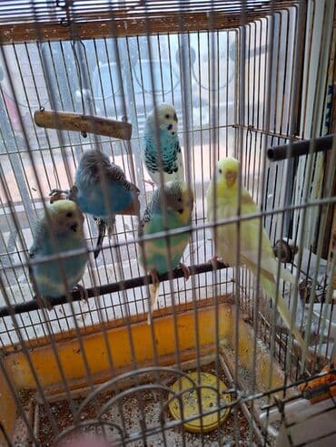 tuk tuk mmc: Salam umumi 10 qusdur 2 çütdür 6 si ise tek tek sekillerdede var cut — 2