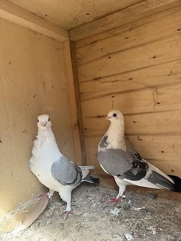 qirmizi bas goyercin: Bir cüt mısıri bangolar tam sağlam və qızğın — 3