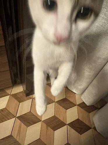 cins pişikler: Yaxşı əllərə — 3