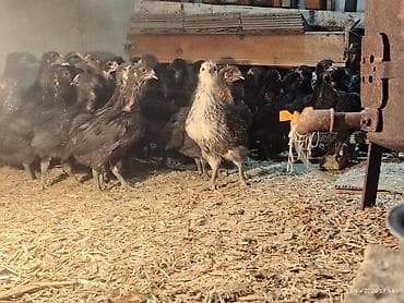 cuce satisi 2020: Toyuq cücələri, Ətlik — 5