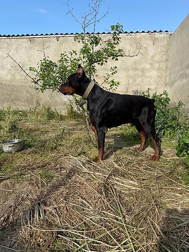 heyet iti: Doberman, Erkek, Ünvandan götürmə — 6