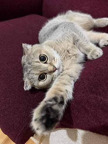 ordək balası və cucə: Şotland, Dişi — 4