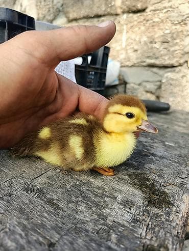 mirvari ördək: Lal ördək balalari,tam saglam ve temizdiler.Yaxsi qidalanirlar.Real — 2