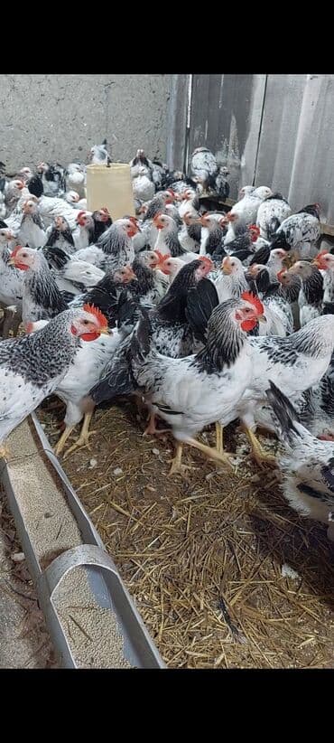 yerli inekler: Курица, Для разведения — 4