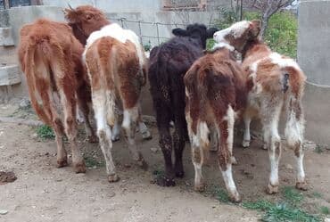 simmental ineklerin satisi: Dana, buzov, Dişi, Simental, ay: 4, 40 kq, Damazlıq — 5