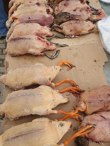 дистиллированная вода баку: Qaşqaldağ Bilənlər bilir necə dadlı olur Cəkisi gəlir 500 qram 600 — 9