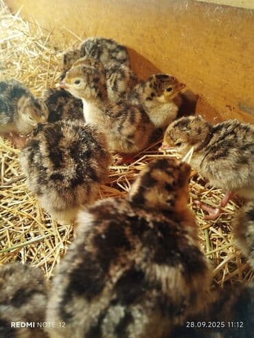 cucələrin satışı: Hinduşka cücələri, Damazlıq, Ödənişli çatdırılma — 2