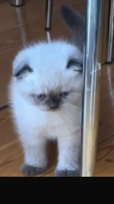 pişiklərin qiyməti: Şotland, Erkək — 4