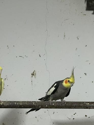 dekorativ quş: Karela ekeydiler tam sağlam 3 de ekeydi Hec bir prablemi yoxdu 1 — 3